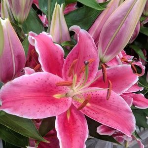 Meet your Posher, Jayce